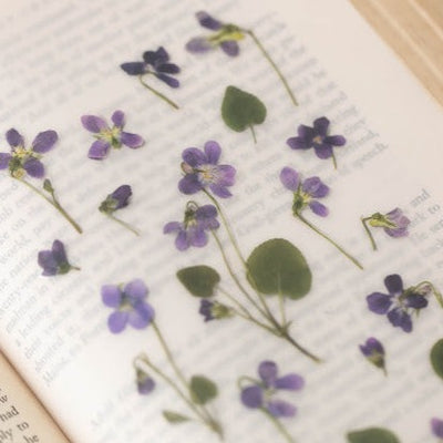 Appree Pressed Flower Sticker -  Manchurian Violet