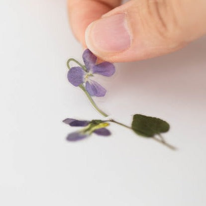 Appree Pressed Flower Sticker -  Manchurian Violet