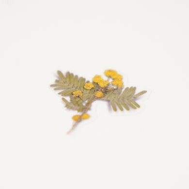 Appree Pressed Flower Sticker -  Mimosa