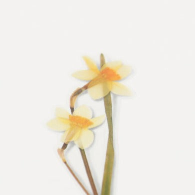 Appree Pressed Flower Sticker -  Narcissus